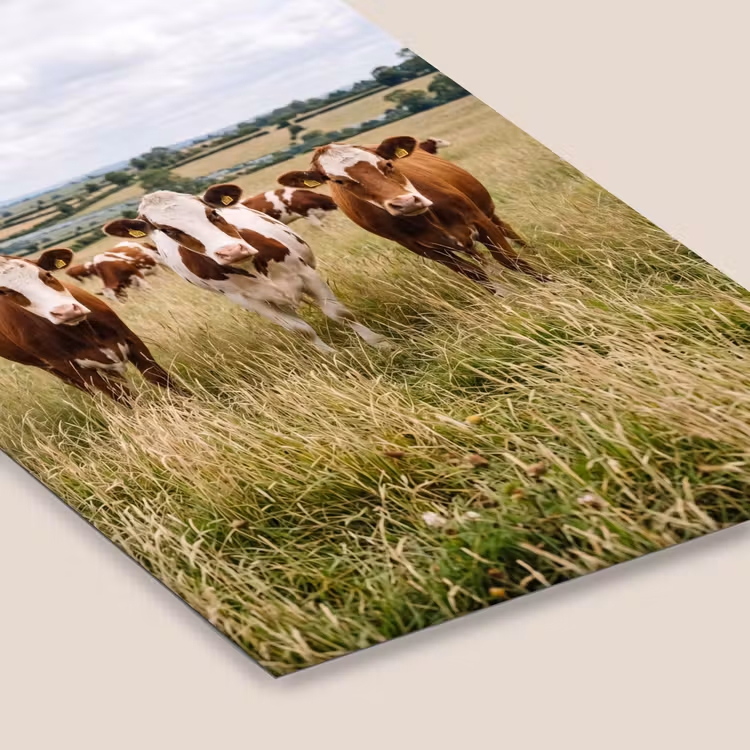 Poster met lijst - Koeien - Portret - Weide - Boerderij - Nieuwsgierig — 7