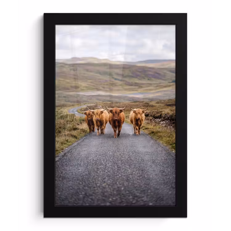 Poster met lijst - Schotse Hooglanders - Weg - Landschap - Kudde