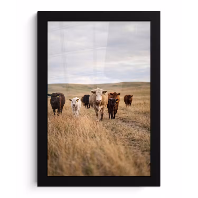 Poster met lijst - Runderen - Kudde - Landschap - Weide - Rustig