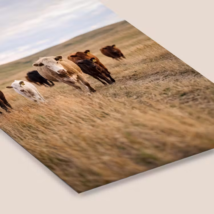 Poster met lijst - Runderen - Kudde - Landschap - Weide - Rustig — 7