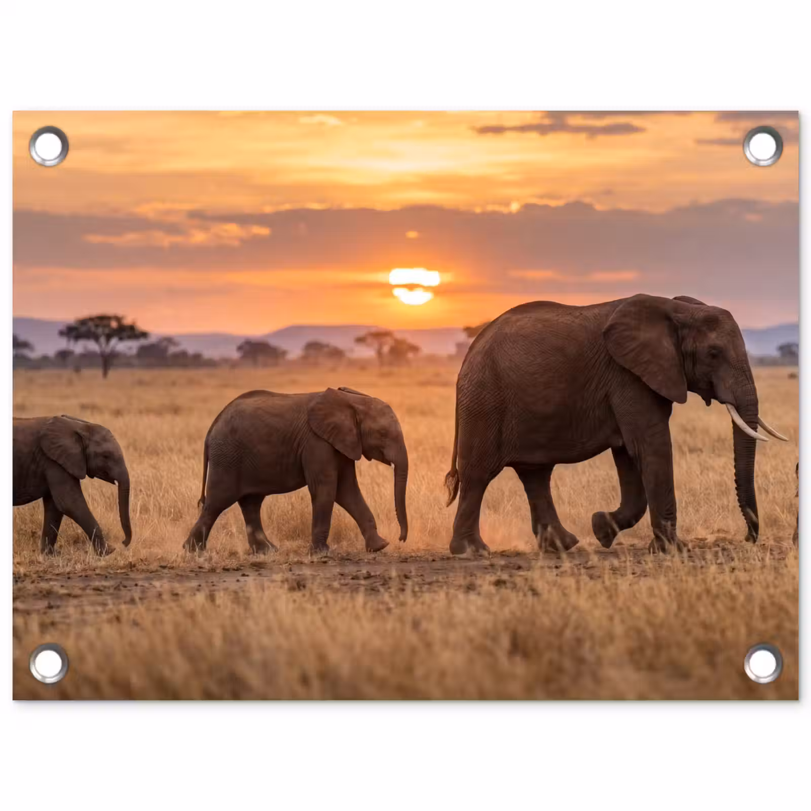 Tuinposter - Olifanten - Savanne - Zonsondergang - Afrika - Warm — 1