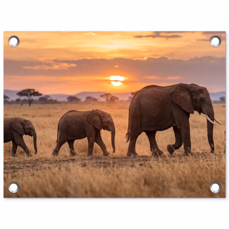 Tuinposter - Olifanten - Savanne - Zonsondergang - Afrika - Warm