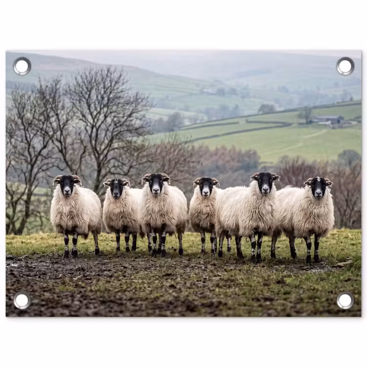 Tuinposter - Schapen - Rij - Weide - Dieren - Platteland