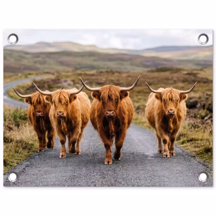 Tuinposter - Schotse Hooglanders - Weg - Landschap - Kudde