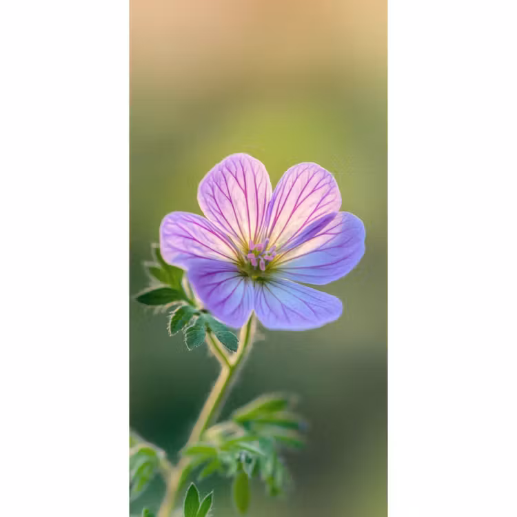 Behang - Bloem - Close up - Paars — 2