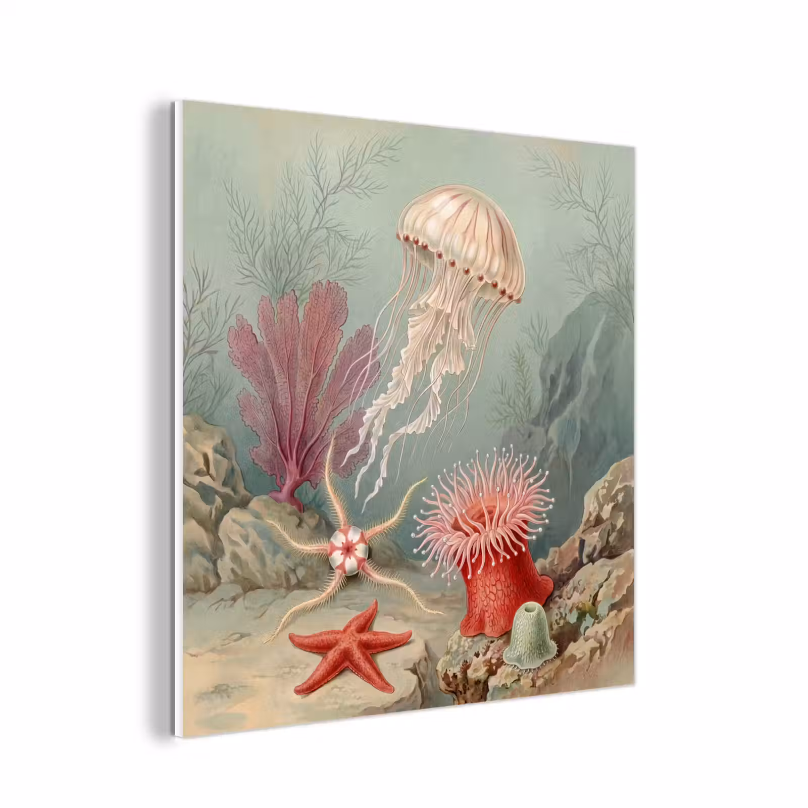 Forex - Zeeleven - Kwal - Onderwater - Illustratie - Beige — 1