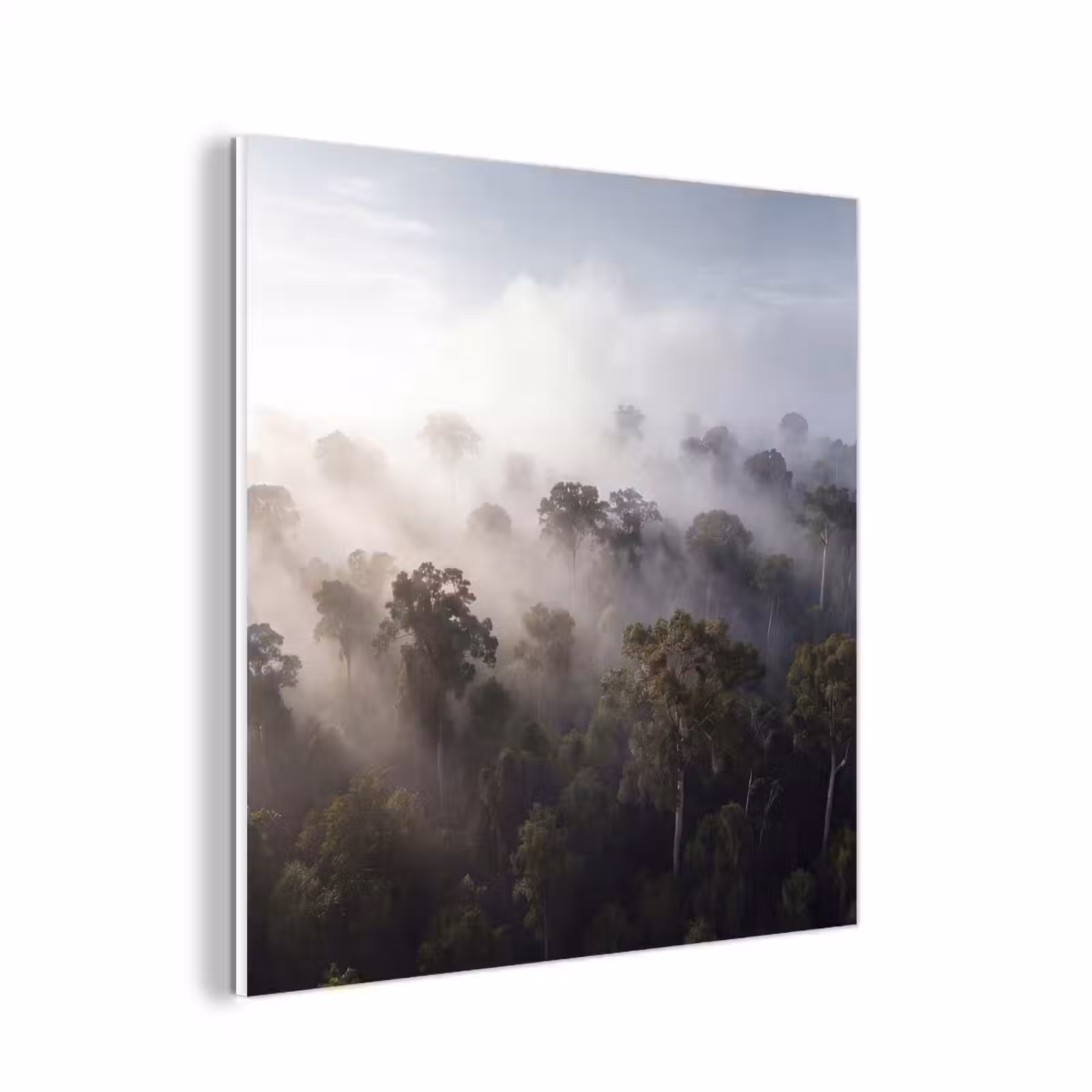 Forex - Bos - Mist - Natuur - Groen — 1