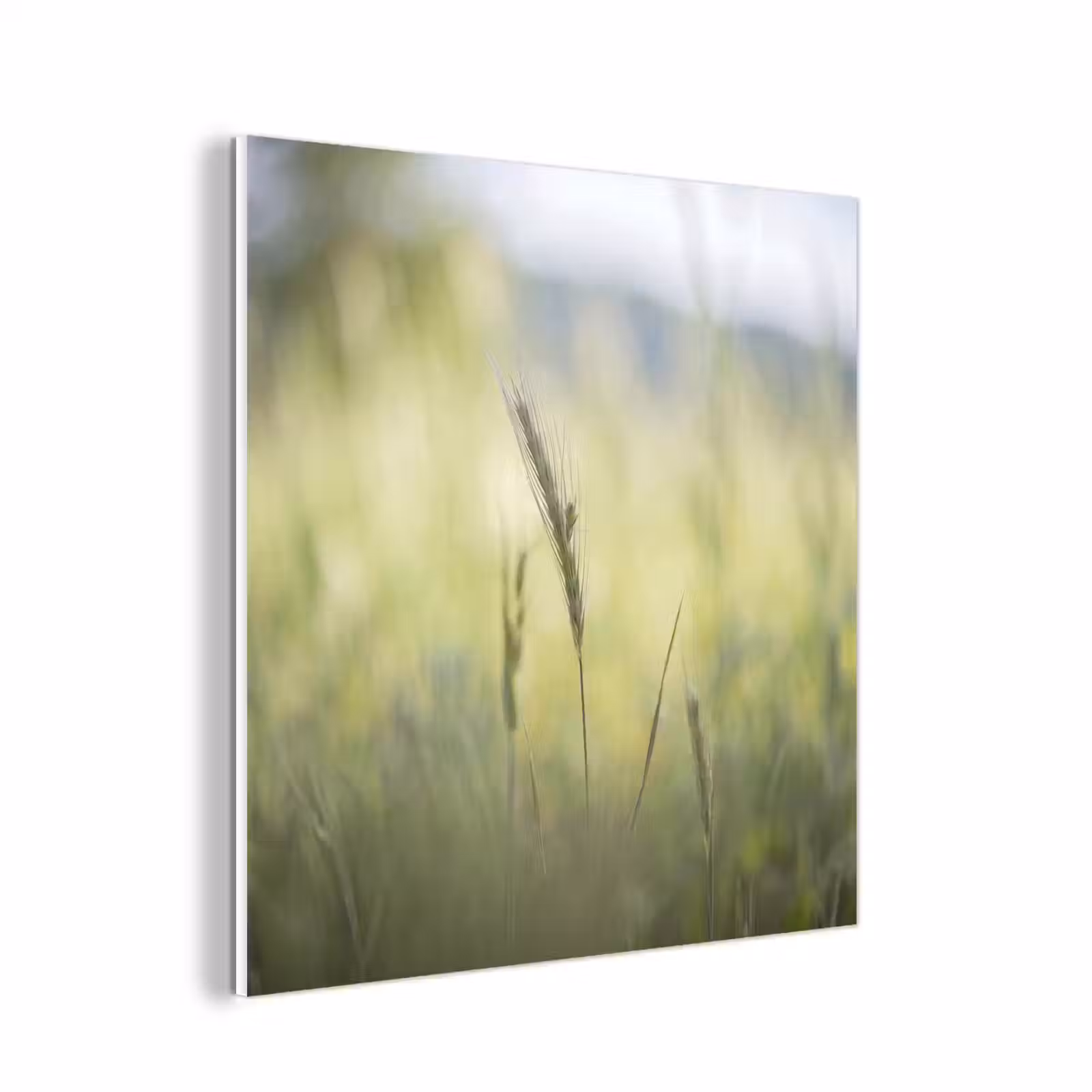 Forex - Graan - Aar - Natuur - Groen - Detail — 1
