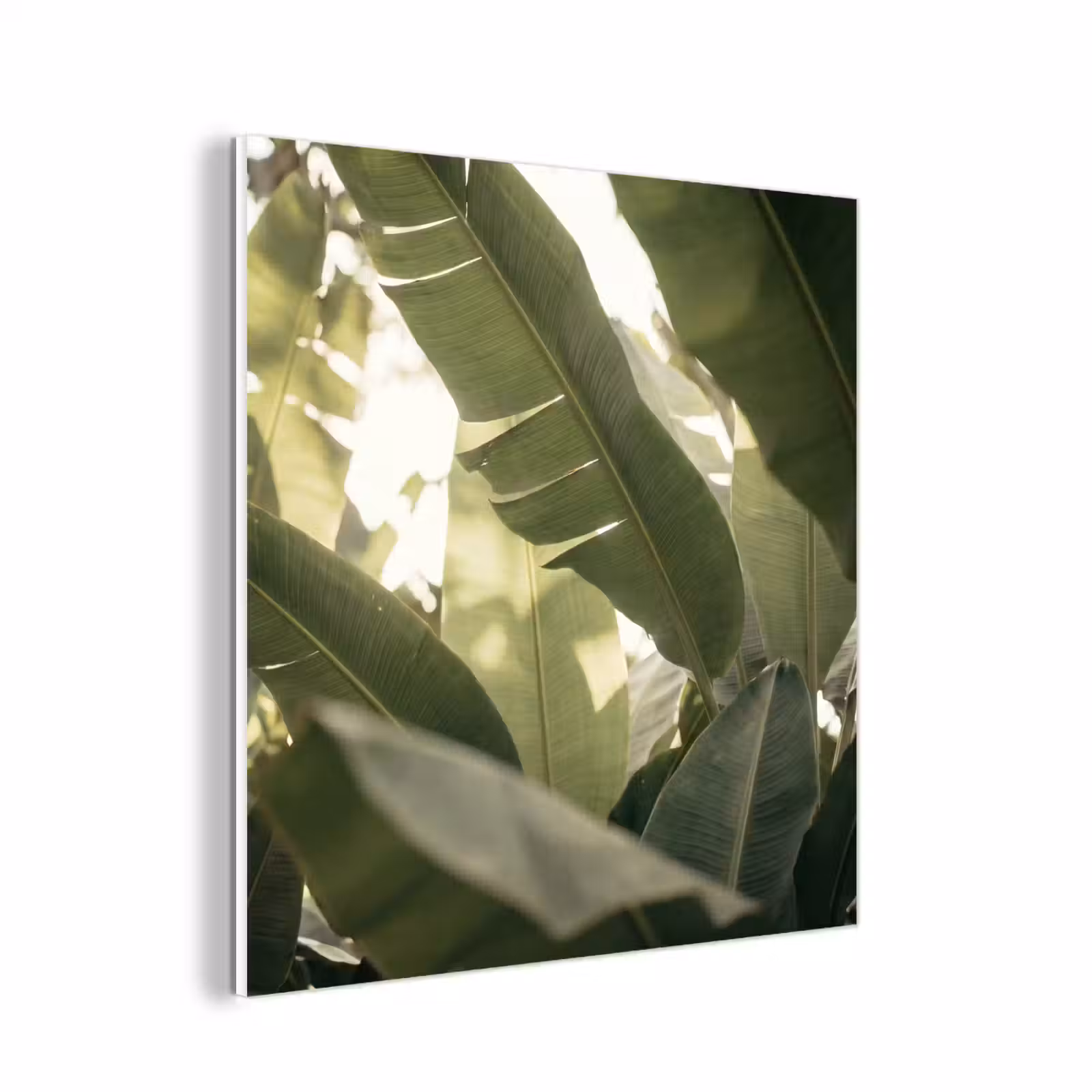 Forex - Natuur - Bladeren - Groen - Tropisch - Detail — 1