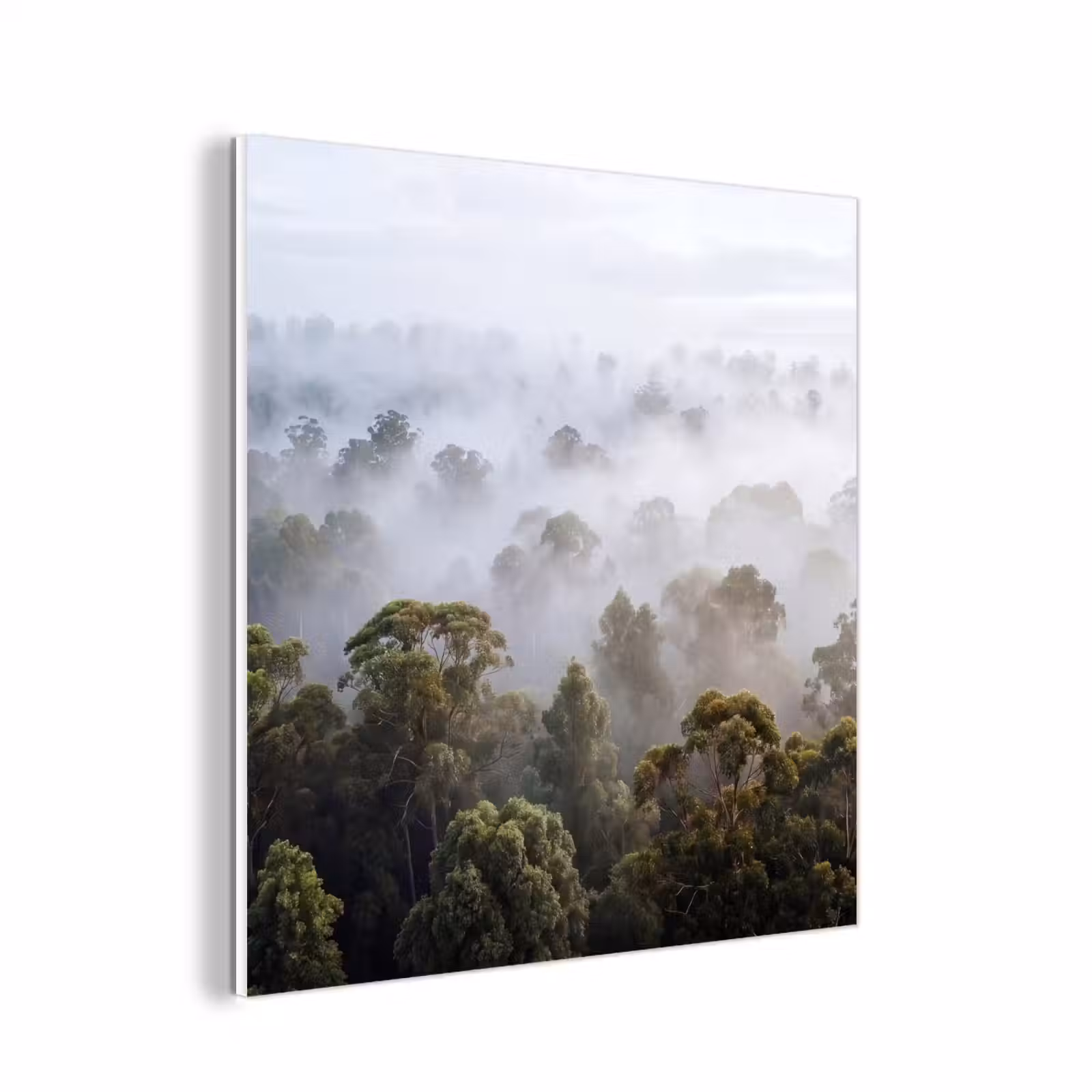 Forex - Natuur - Mist - Bos - Ochtend - Goud — 1