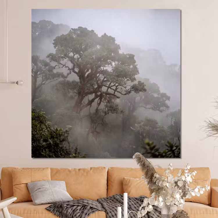 Forex - Boom - Mistig - Bos - Groen - Natuur — 4