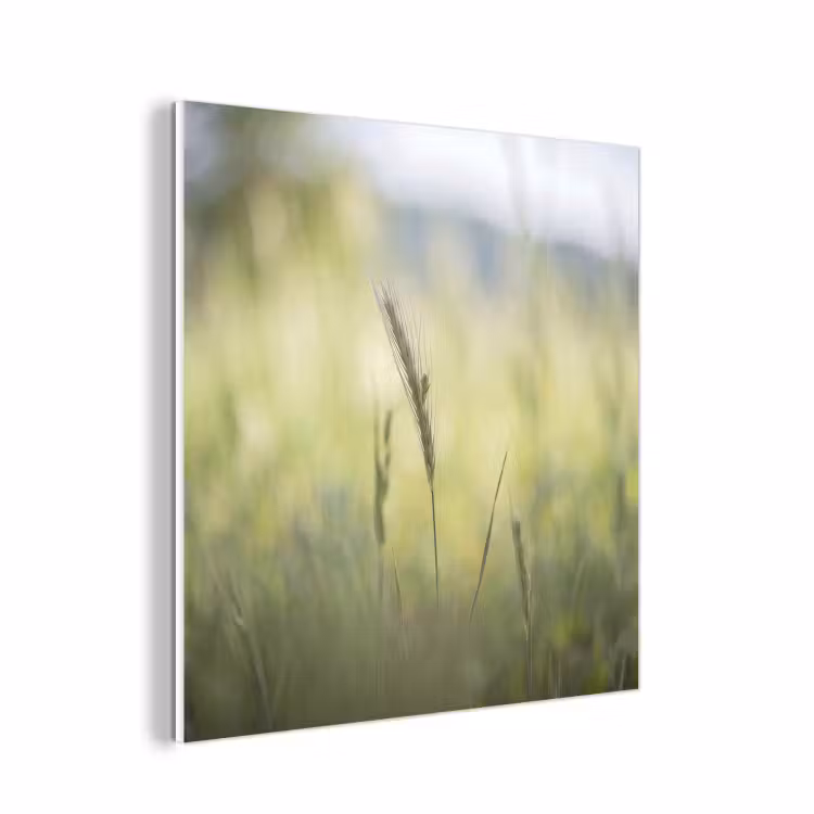Forex - Graan - Aar - Natuur - Groen - Detail — 1