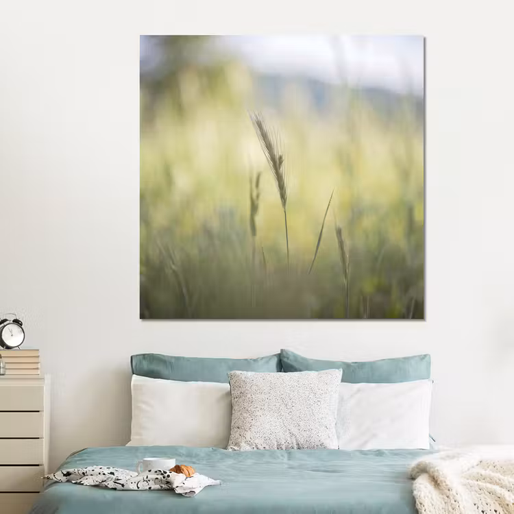 Forex - Graan - Aar - Natuur - Groen - Detail — 2