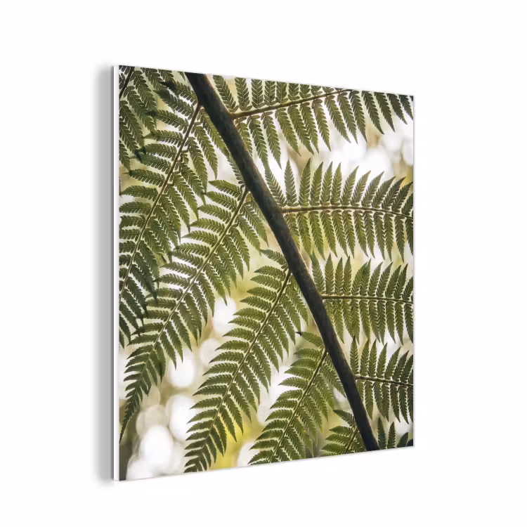 Forex - Plant - Blad - Natuur - Groen - Detail — 1