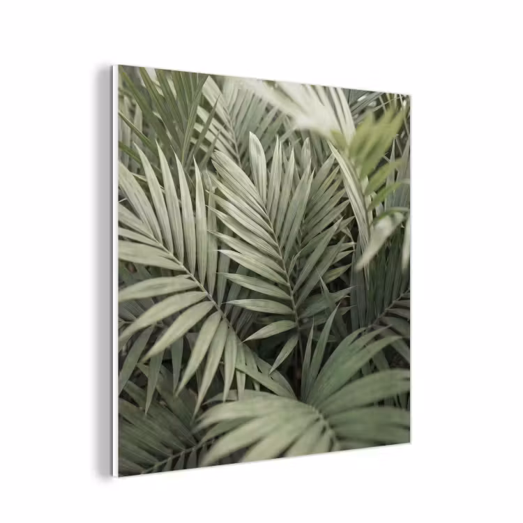Forex - Plant - Palmbladeren - Natuur - Groen — 1