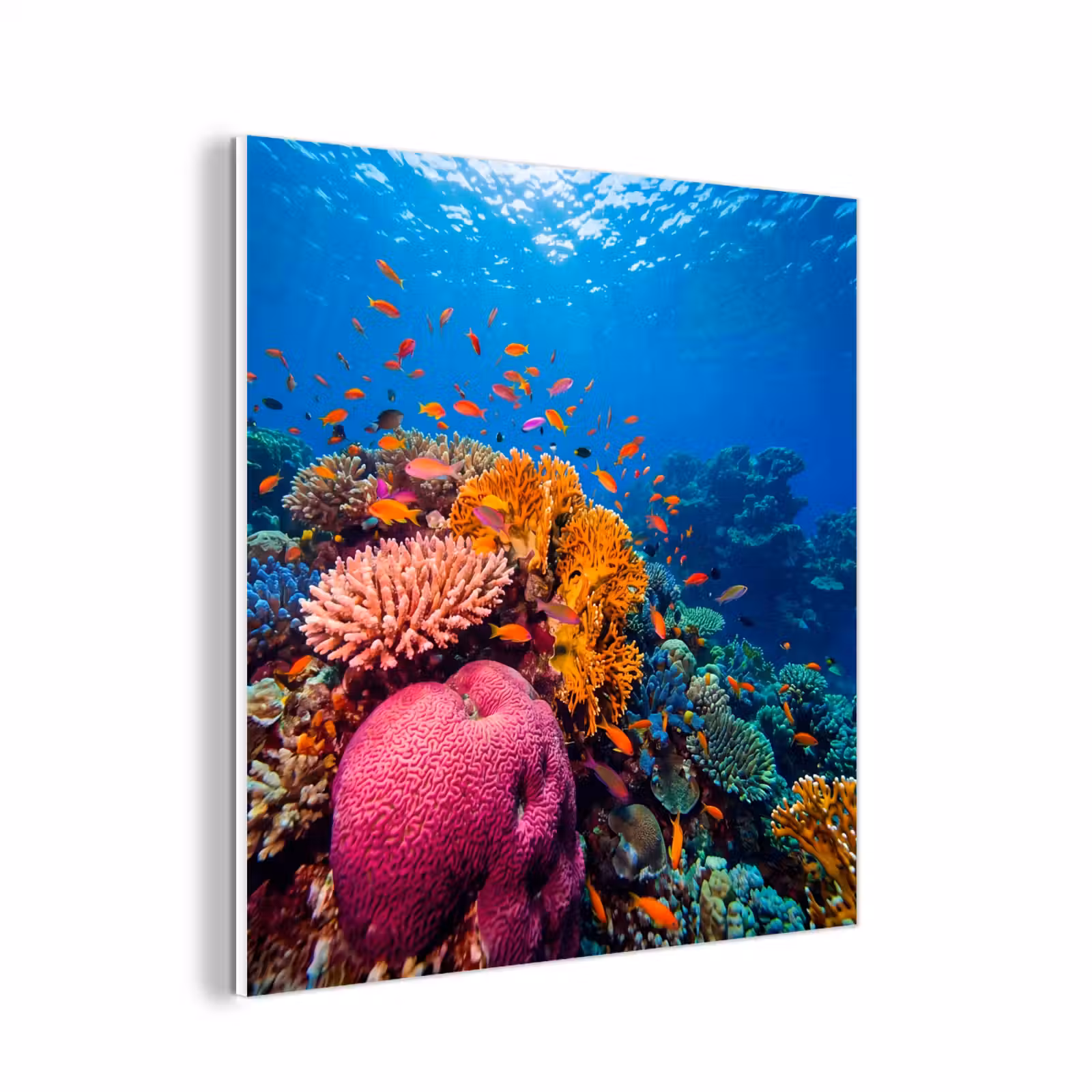 Forex - Koraal - Vissen - Oceaan - Natuur - Kleurrijk — 1