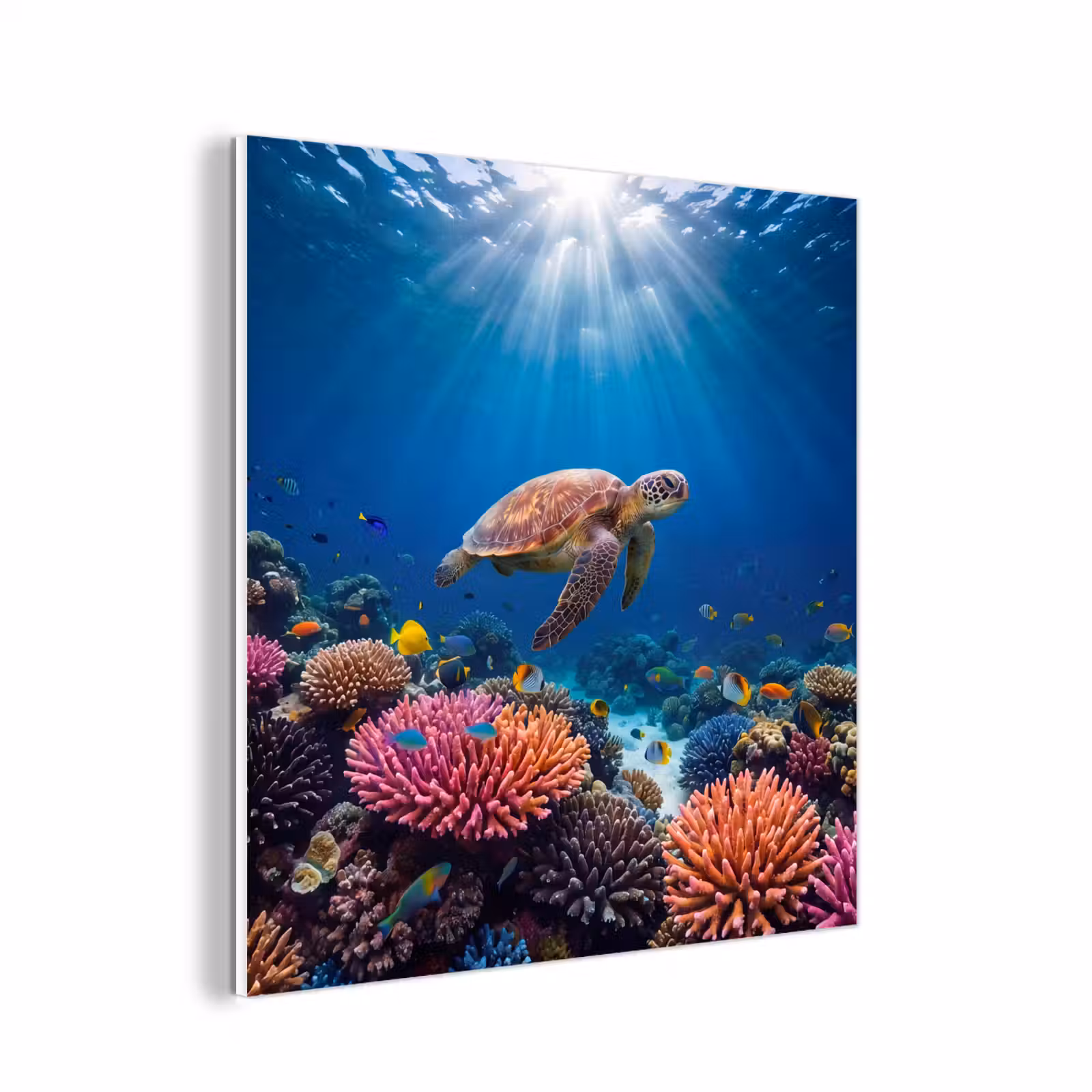 Forex - Schildpad - Koraalrif - Oceaan - Dieren - Blauw — 1