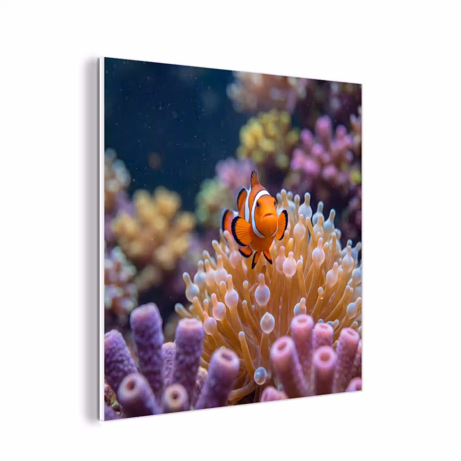 Forex - Vis - Koraal - Onderwater - Oranje - Dieren — 1
