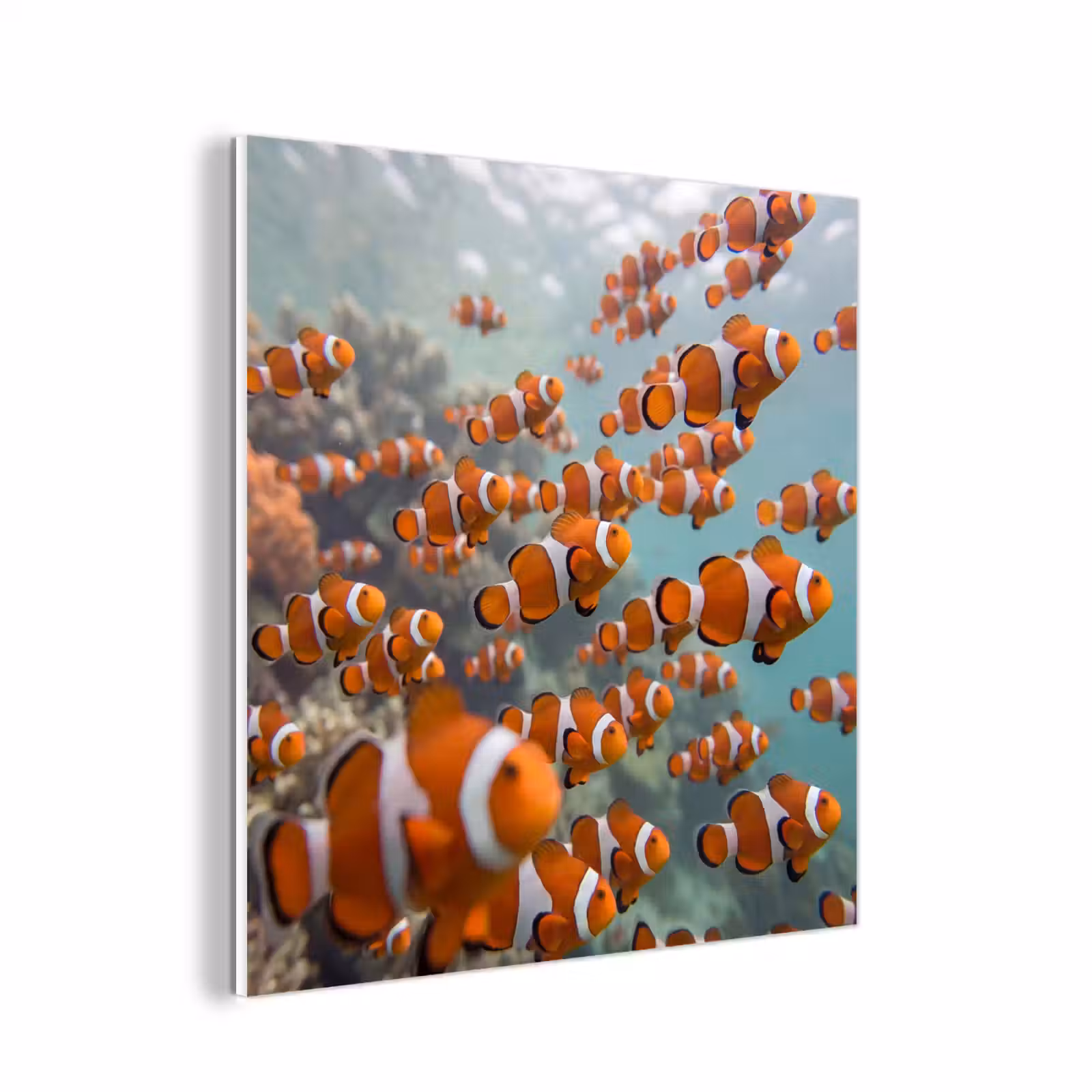 Forex - Vis - School - Onderwater - Dieren - Oranje — 1