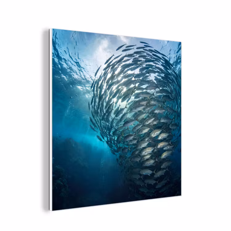 Forex - Vis - School - Oceaan - Natuur - Blauw — 1