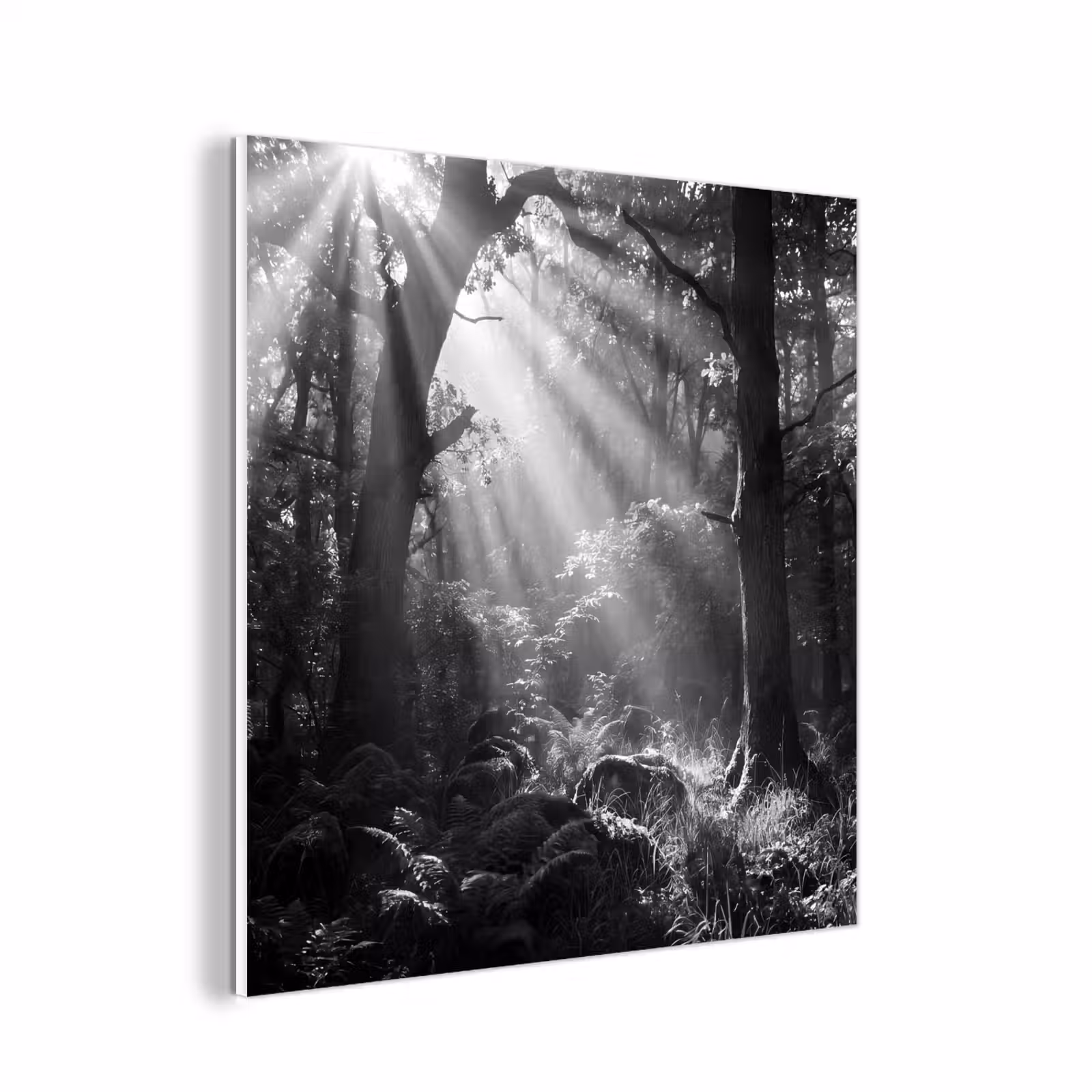 Forex - Bos - Lichtstralen - Natuur - Zwart-wit — 1