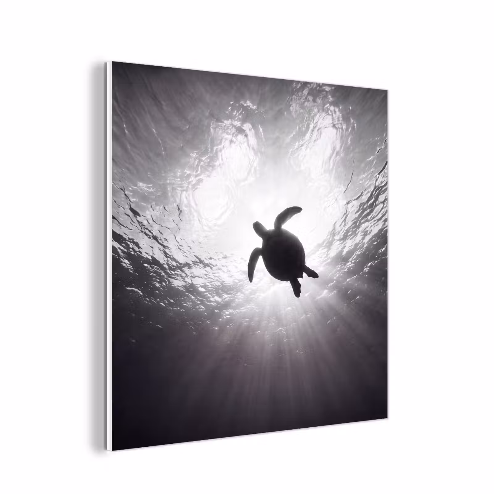 Forex - Schildpad - Onderwater - Lichtstralen - Oceaan - Zwart-wit — 1