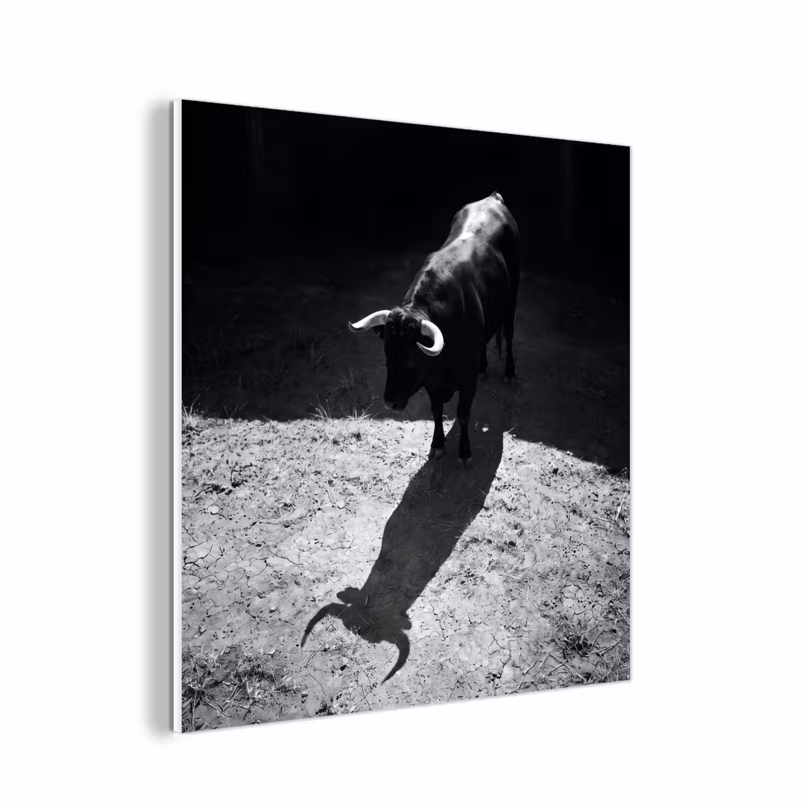 Forex - Stier - Schaduw - Dieren - Contrast - Zwart-wit — 1