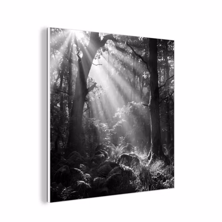 Forex - Bos - Lichtstralen - Natuur - Zwart-wit — 1