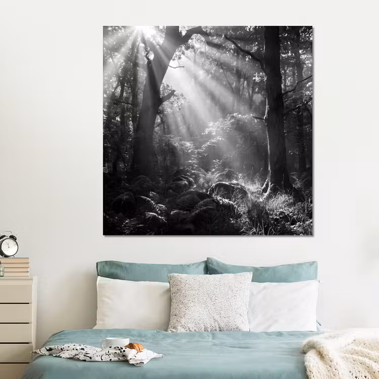 Forex - Bos - Lichtstralen - Natuur - Zwart-wit — 2