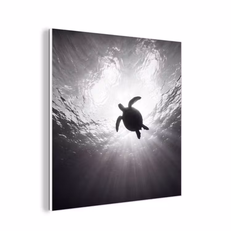 Forex - Schildpad - Onderwater - Lichtstralen - Oceaan - Zwart-wit — 1