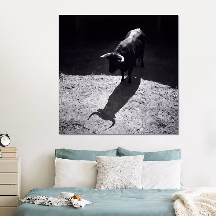 Forex - Stier - Schaduw - Dieren - Contrast - Zwart-wit — 2