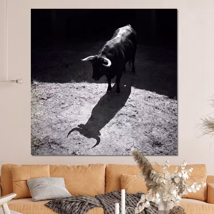 Forex - Stier - Schaduw - Dieren - Contrast - Zwart-wit — 4