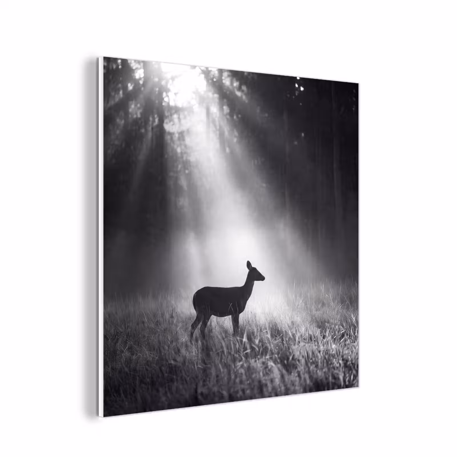 Forex - Hert - Bos - Zonnestralen - Zwart-wit - Natuur — 1