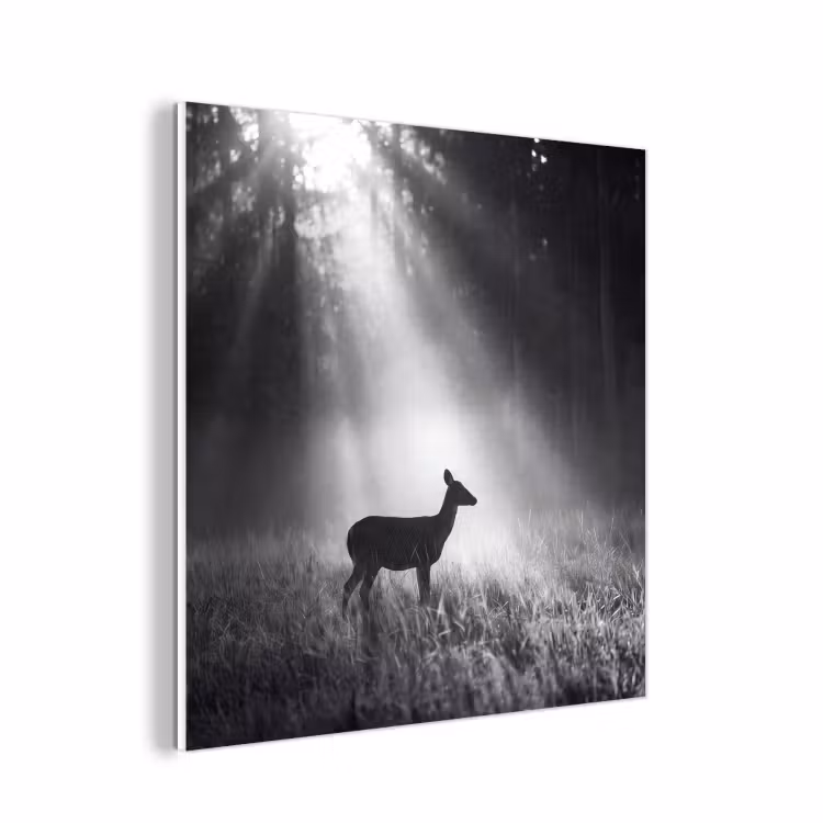 Forex - Hert - Bos - Zonnestralen - Zwart-wit - Natuur — 1