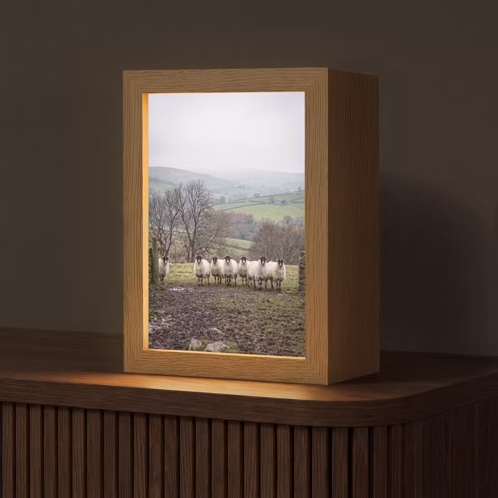 Tafellamp - Schapen - Rij - Weide - Dieren - Platteland — 1