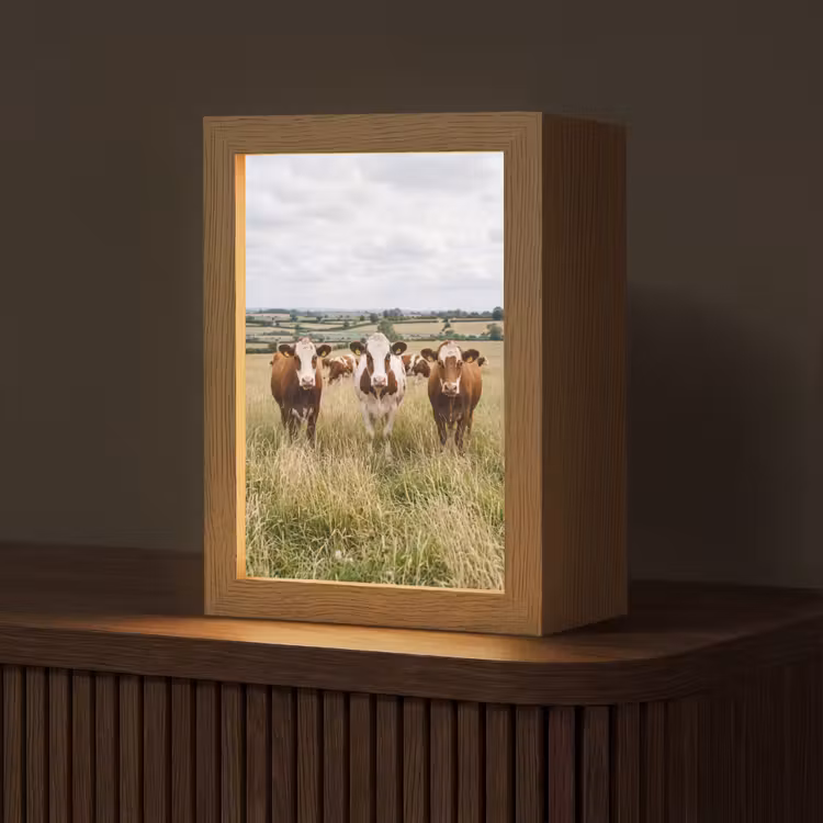 Tafellamp - Koeien - Portret - Weide - Boerderij - Nieuwsgierig