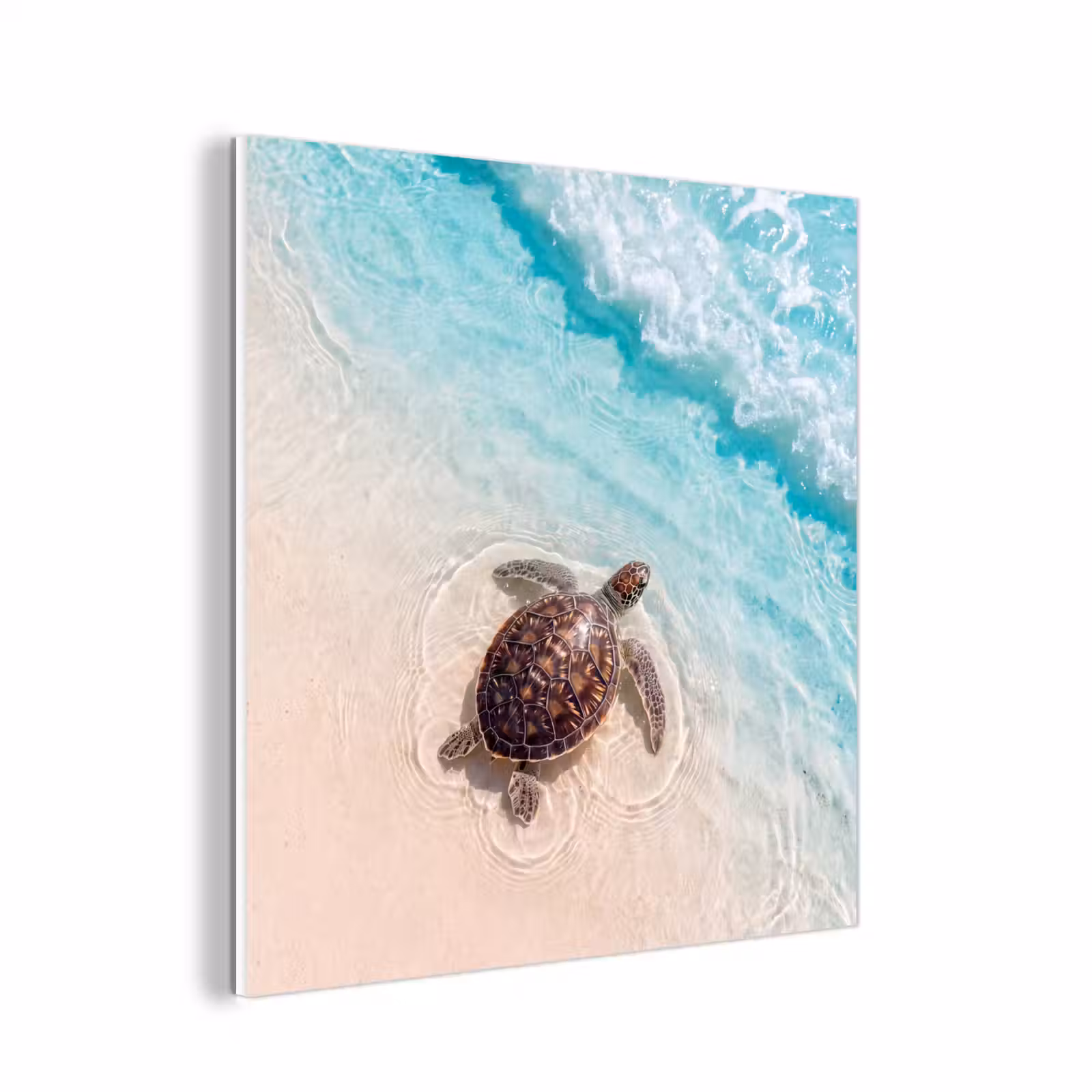 Forex - Schildpad - Helder water - Strand - Dieren - Natuur — 1