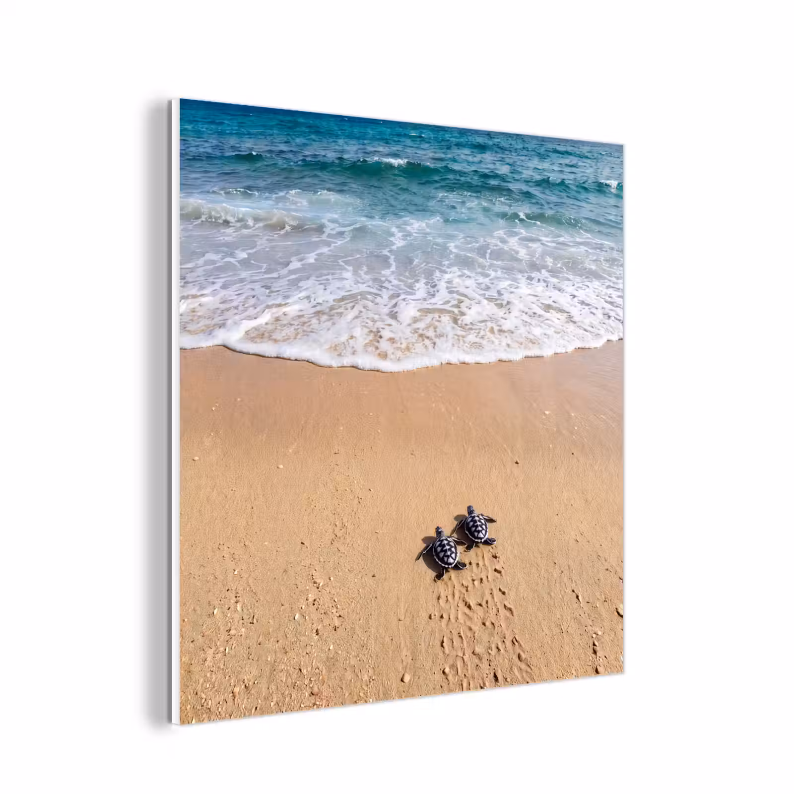 Forex - Schildpad - Jong - Strand - Oceaan - Blauw — 1
