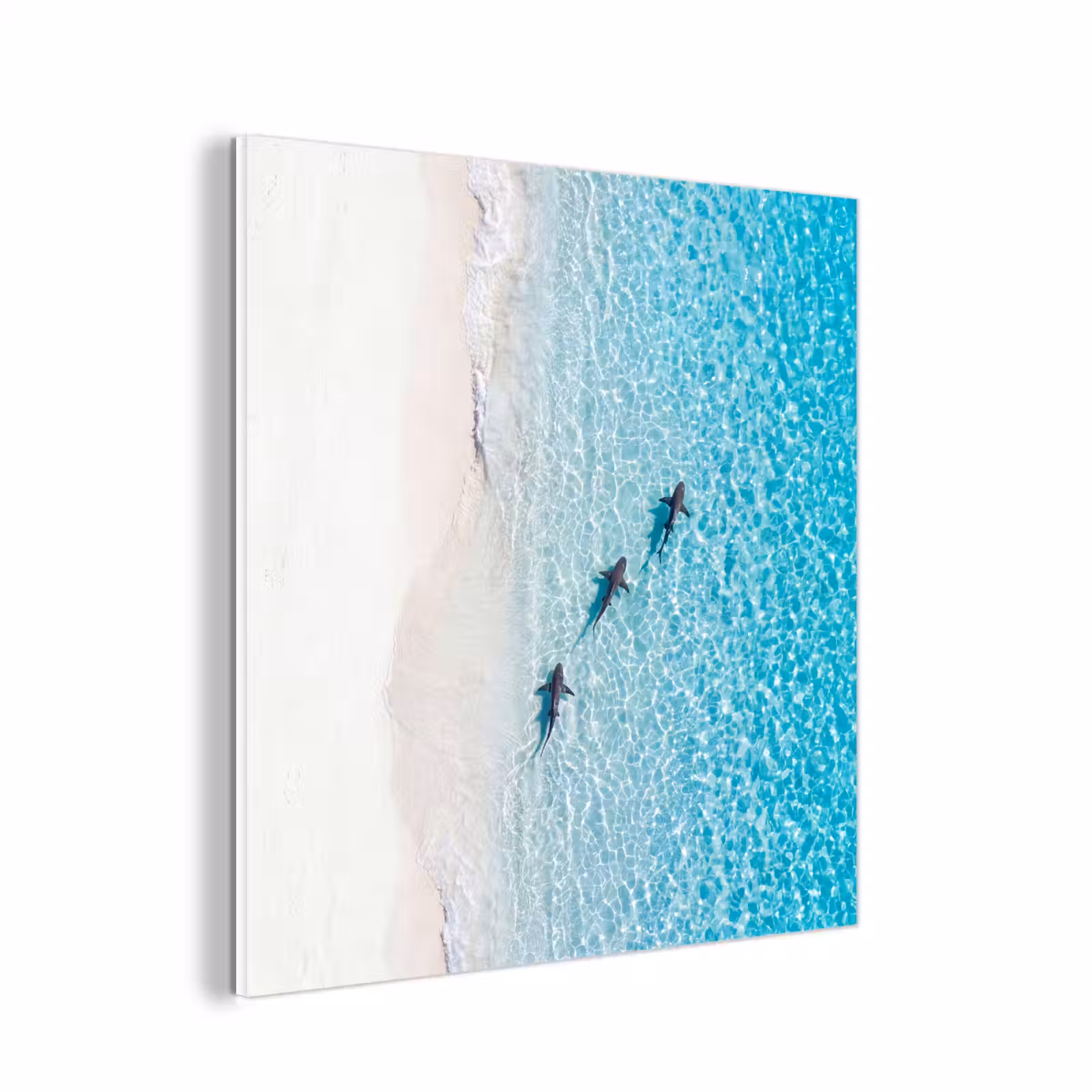 Forex - Vis - Oceaan - Strand - Turquoise - Natuur — 1