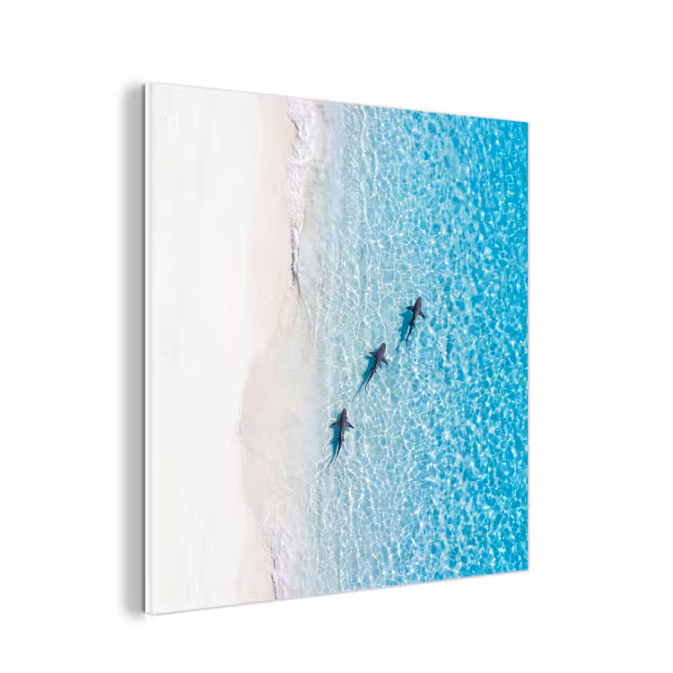 Forex - Vis - Oceaan - Strand - Turquoise - Natuur — 1