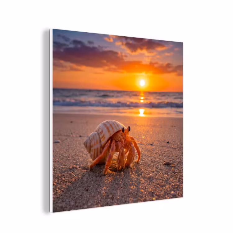 Forex - Kreeft - Strand - Natuur - Zonsondergang - Oranje — 1