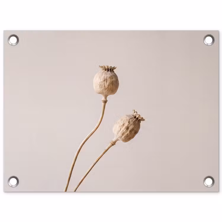 Tuinposter - Papaverbollen - Droogbloemen - Minimalistisch - Beige - Rustig