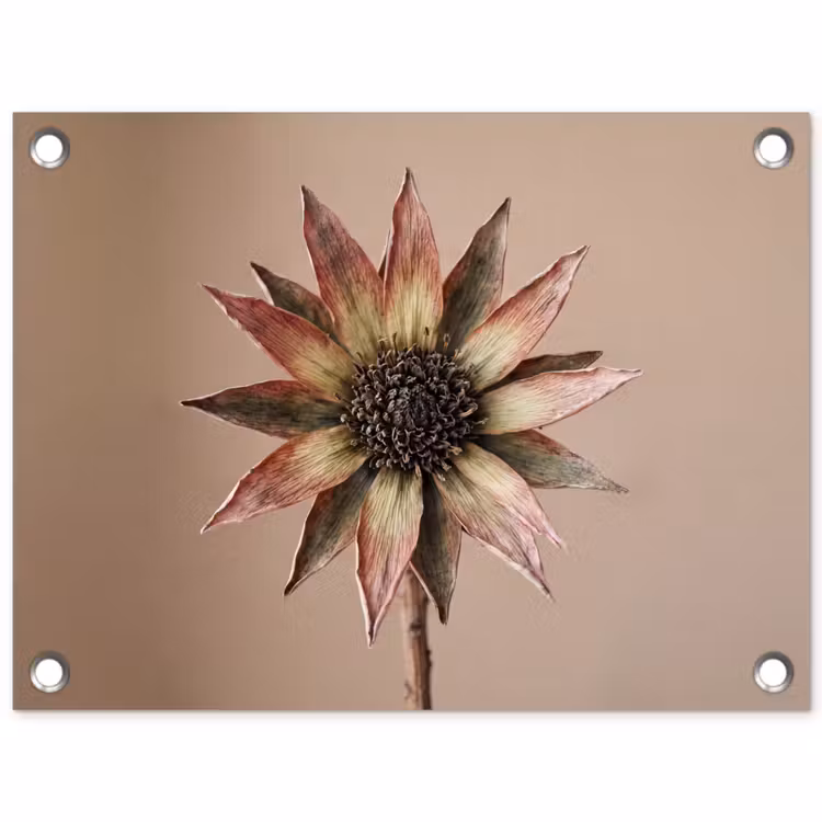 Tuinposter - Droogbloem - Protea - Vintage - Beige - Rustiek