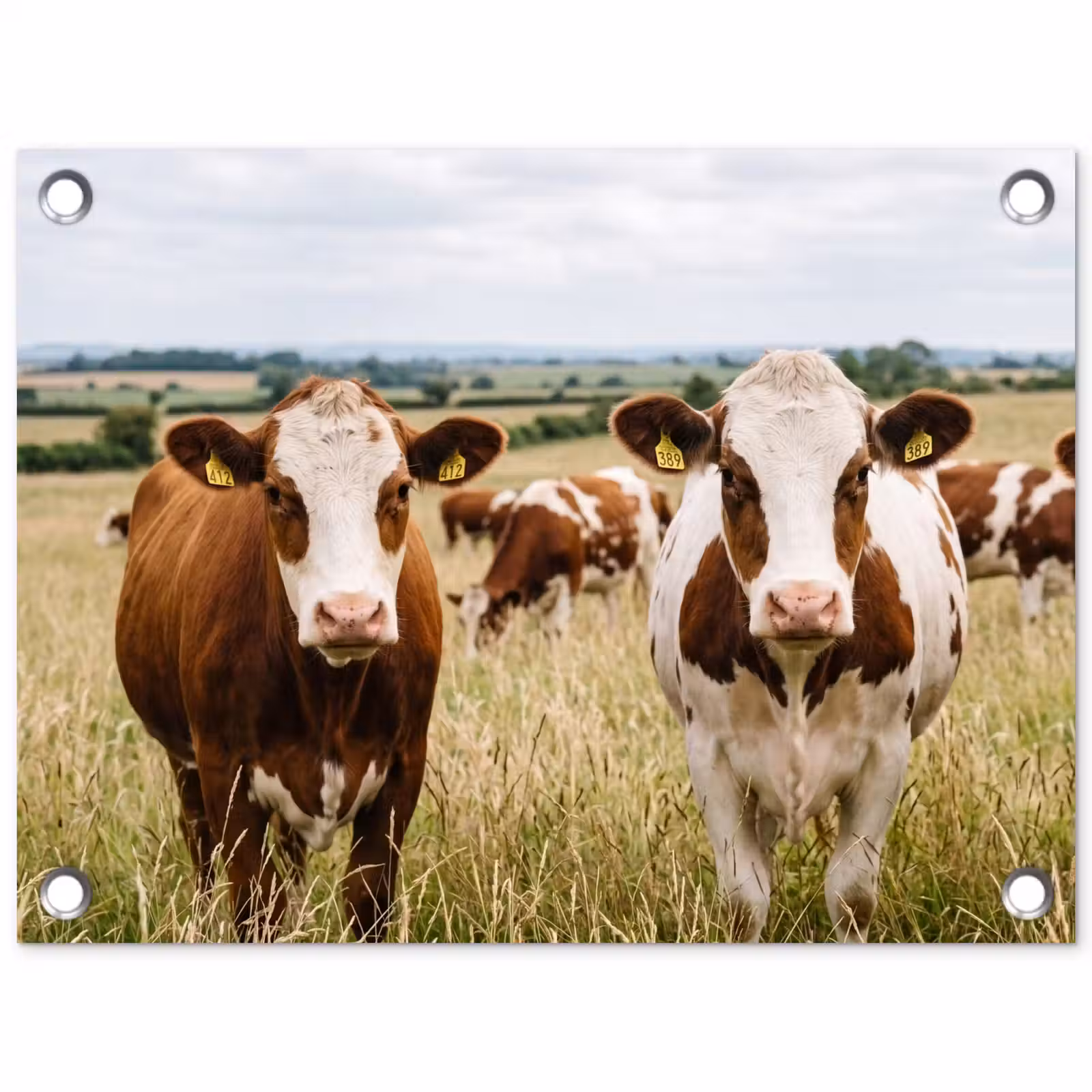Tuinposter - Koeien - Portret - Weide - Boerderij - Nieuwsgierig — 1