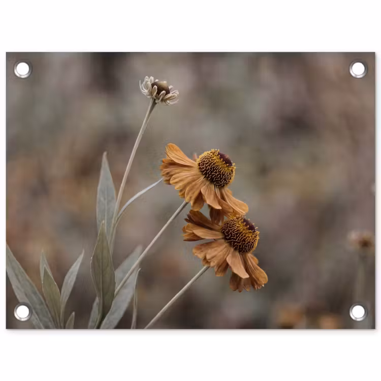 Tuinposter - Zonnehoed - Droogbloemen - Geel - Warm