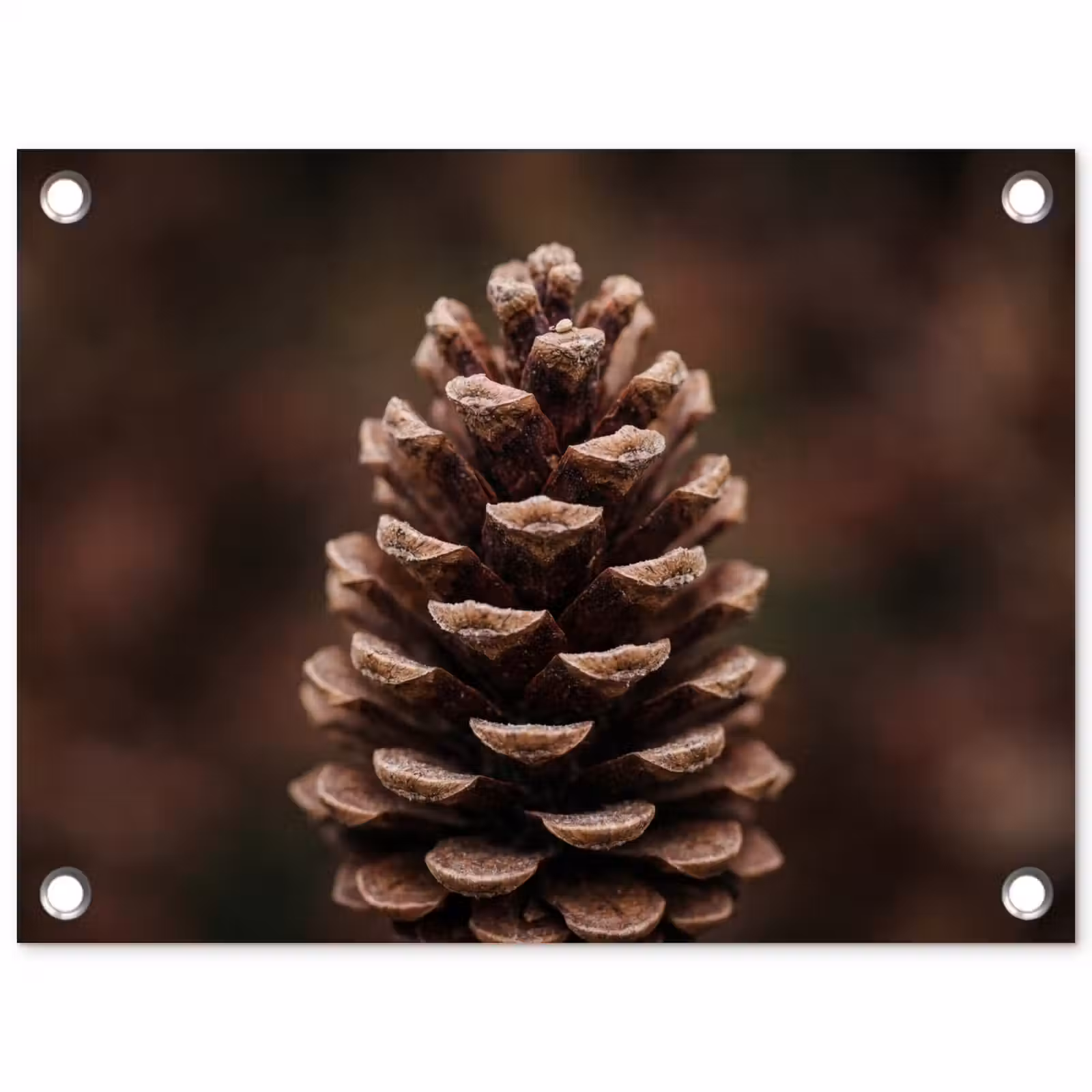 Tuinposter - Dennenappel - Bos - Herfst - Bruin - Sfeervol — 1