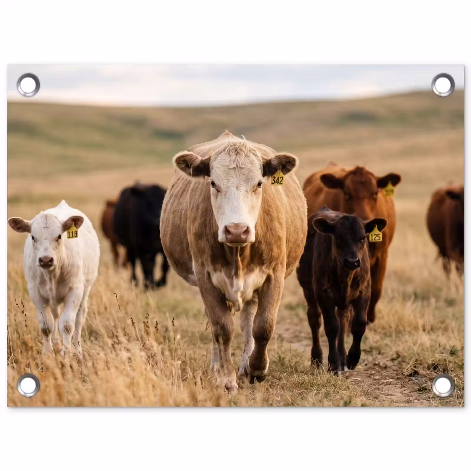 Tuinposter - Runderen - Kudde - Landschap - Weide - Rustig — 1