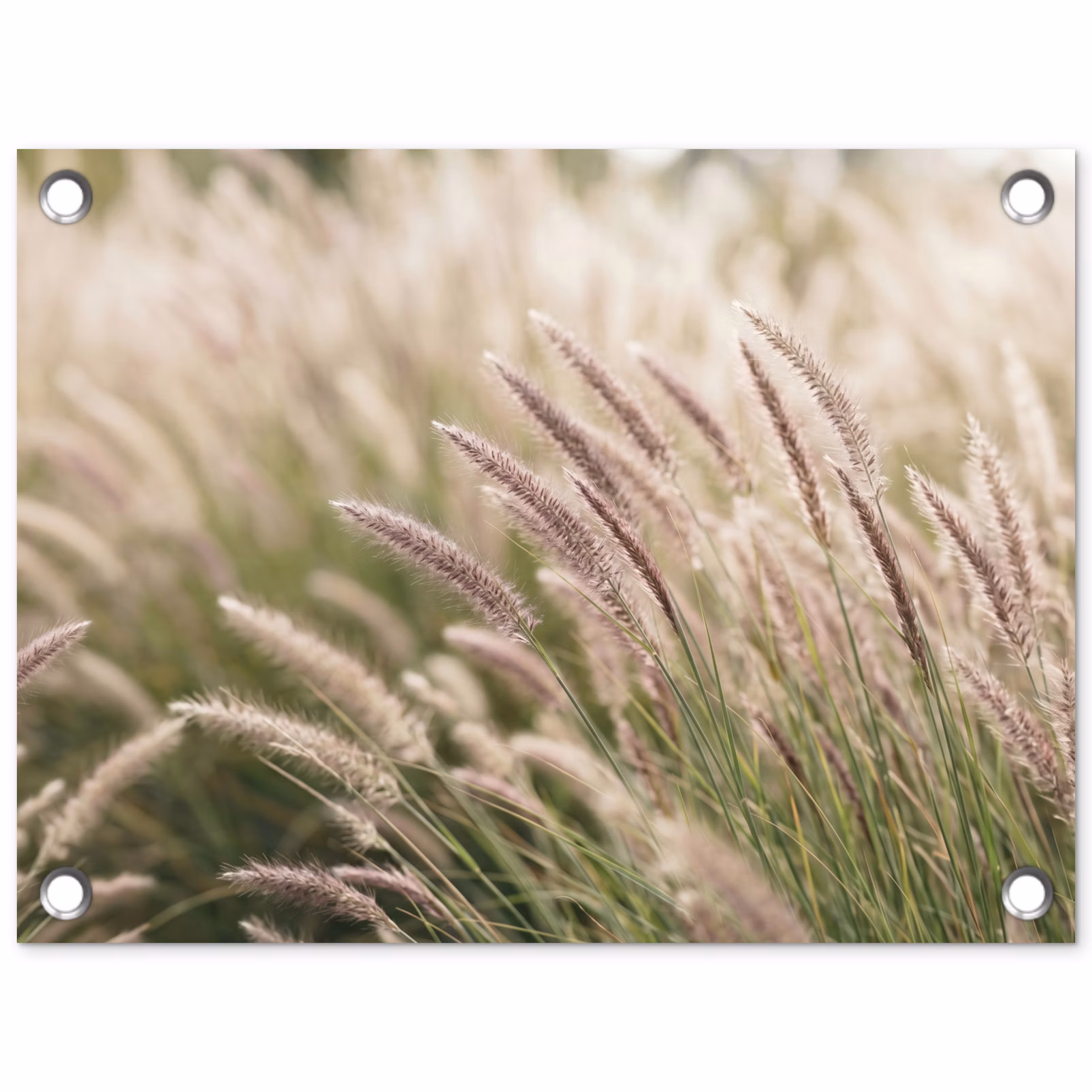 Tuinposter - Pluimgras Veld — 1