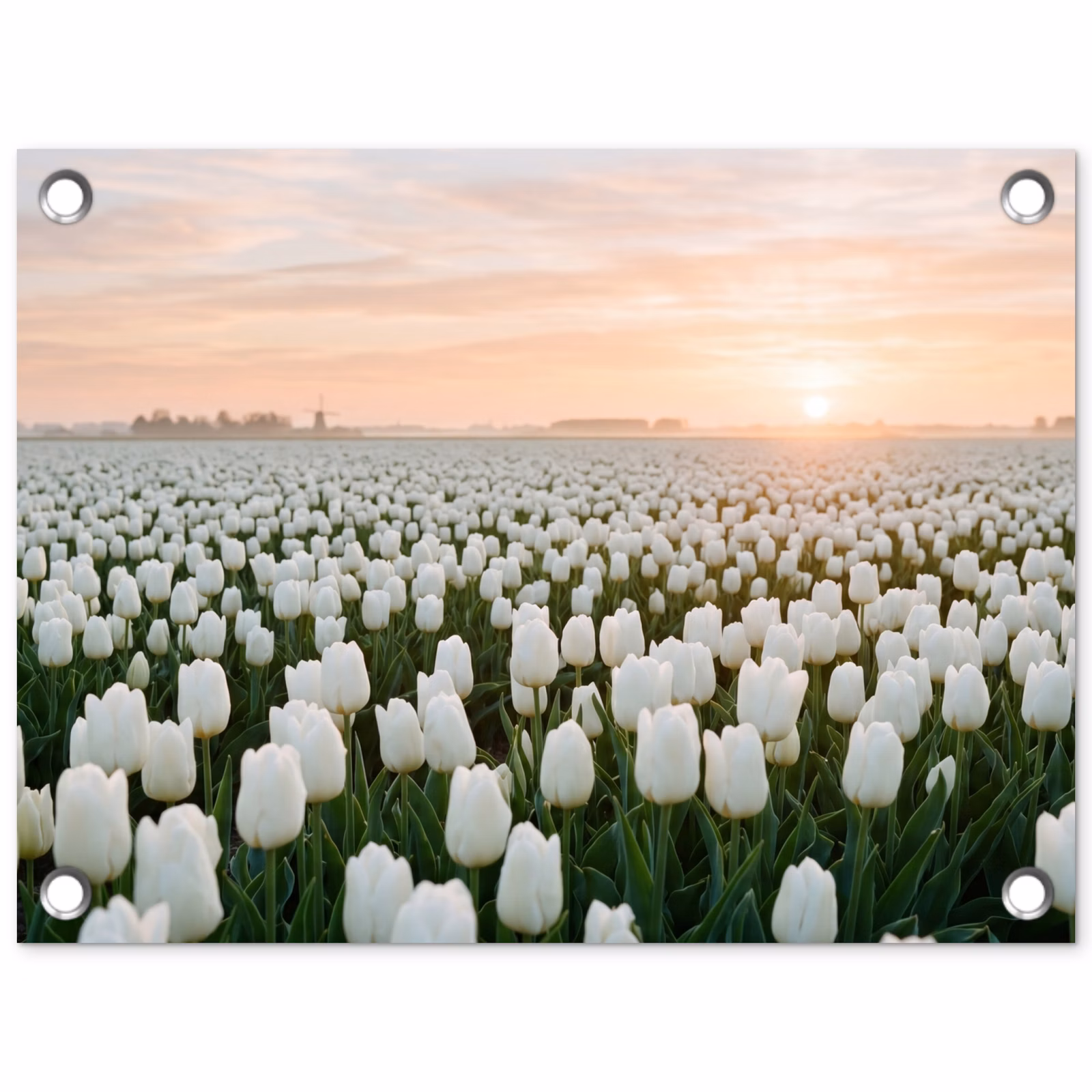 Tuinposter - Witte Tulpen Veld Zonsopgang — 1