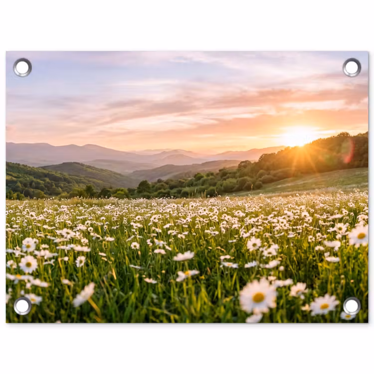 Tuinposter - Madelief - Veld - Heuvels - Groen